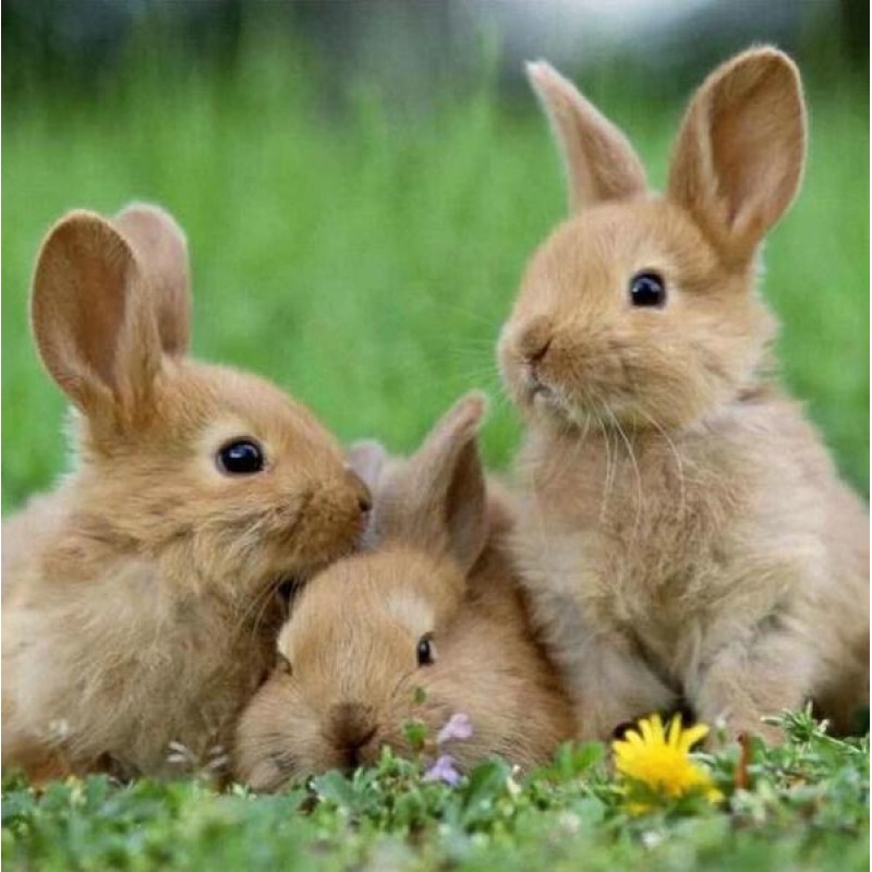 Bunnies in Meadow - ...