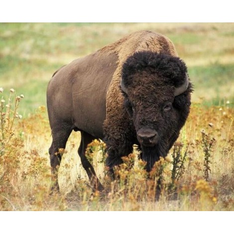American Bison - Paint by Diamonds
