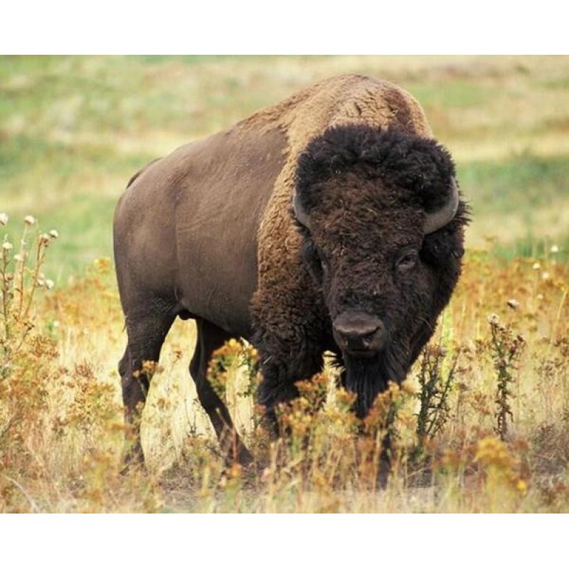 American Bison - Pai...