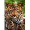 Adorable Leopard Cub Diamond Painting