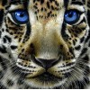 Leopard Cub with Blue Eyes