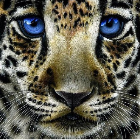 Leopard Cub with Blue Eyes