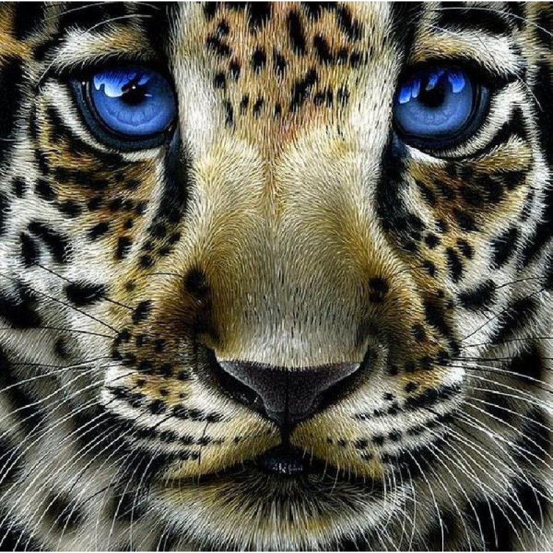 Leopard Cub with Blu...