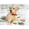 Labrador Puppy in Snow