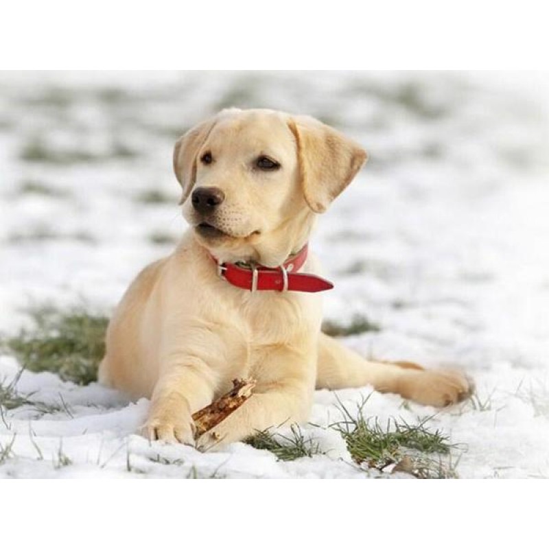 Labrador Puppy in Sn...