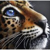 Jaguar Cub with Blue Eyes