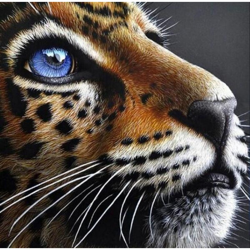 Jaguar Cub with Blue...