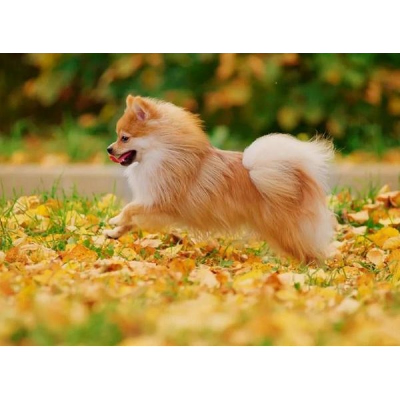 Happy Pomeranian - P...