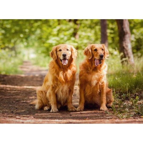 Golden Retrievers Out for Walk