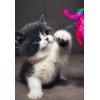 Cute Baby Cat Diamond Painting