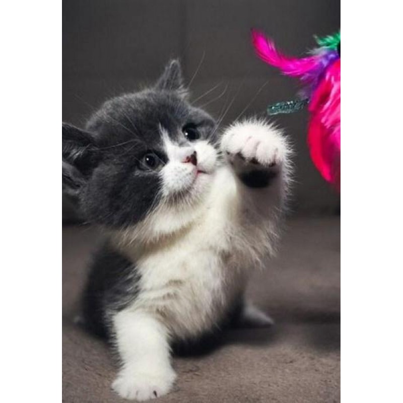 Cute Baby Cat Diamon...