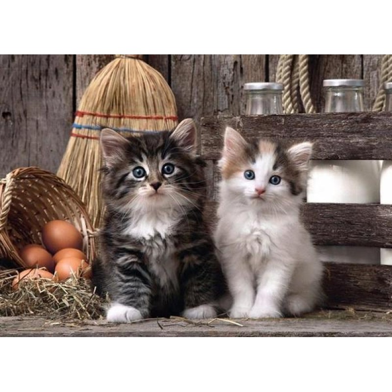 Charming Cats - Diam...