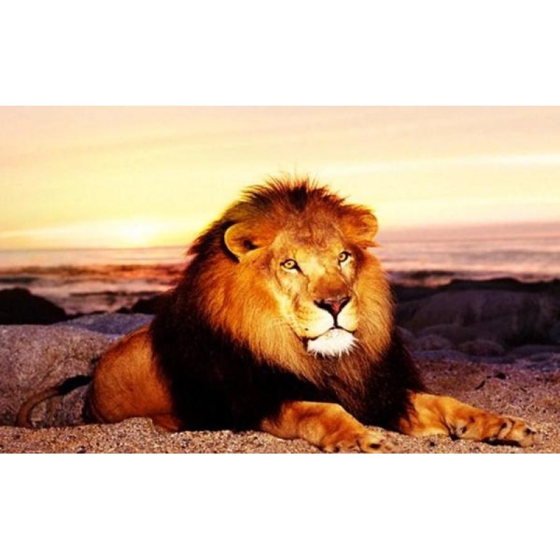 Lonely Lion in the M...