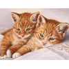 Ginger Cat Pair - Diamond Painting Kit