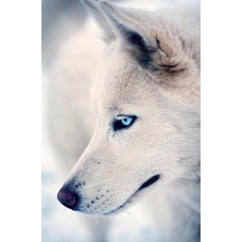 Blue Eyed White Wolf