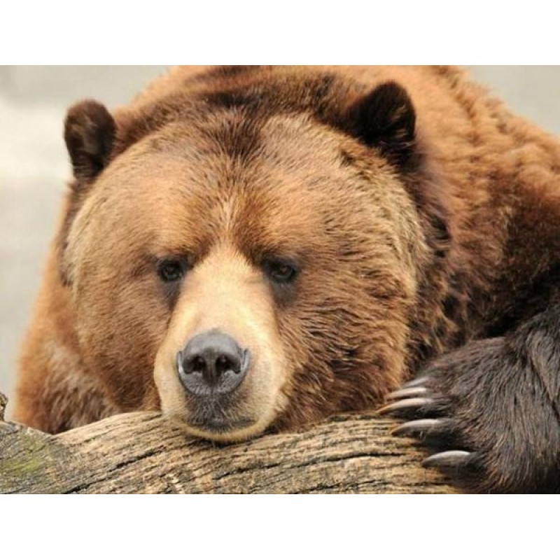 Sad Grizzly Bear Dia...