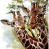 Giraffe Couple Diamond Painting