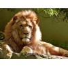 Calm Lion Diamond Painting Kit