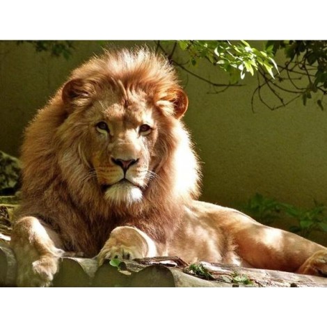 Calm Lion Diamond Painting Kit