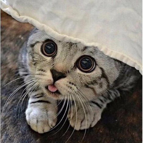 American Short hair Cat Diamond Painting