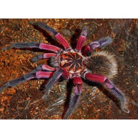 Sequined Spider - Paint with Diamonds
