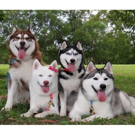Happy Huskies with Tongues Out