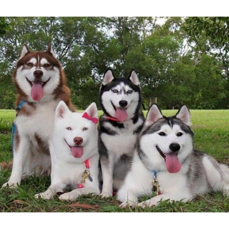 Happy Huskies with T...