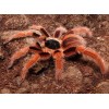 Colombian Giant Red Leg Tarantula