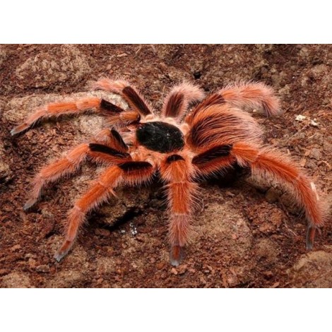 Colombian Giant Red Leg Tarantula