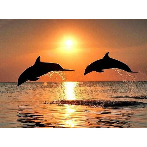 Sea Dolphins & Sunset View