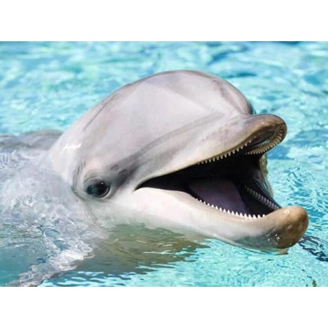 Happy Dolphin - Diamond Painting Kit