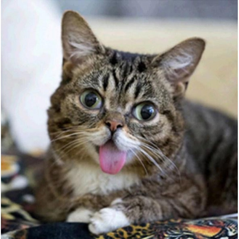 Funny Cat with Tongu...