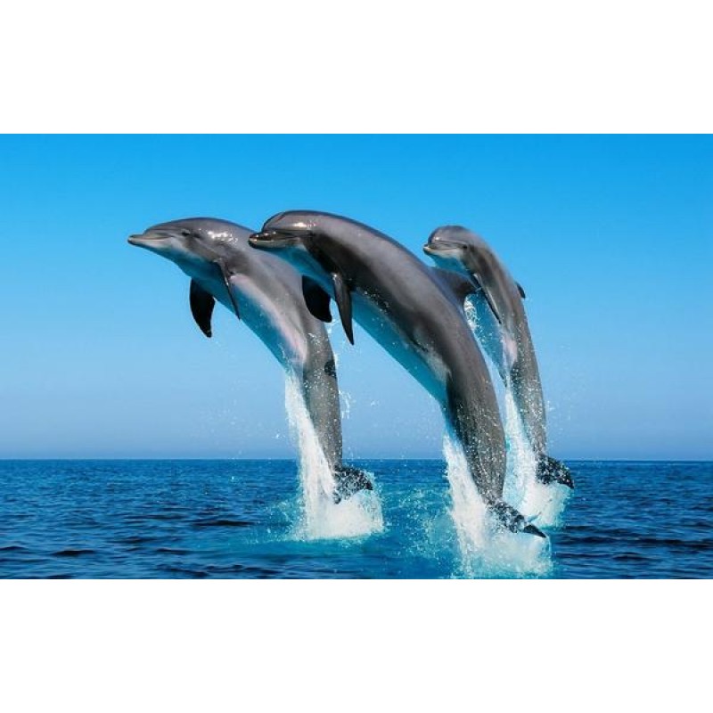 Dolphins Playing in ...
