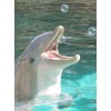 Dolphin Playing with Bubbles