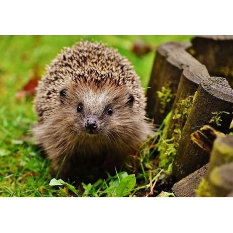 Adorable Hedgehog Diamond Painting