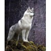 Serbian Husky - Paint with Diamonds