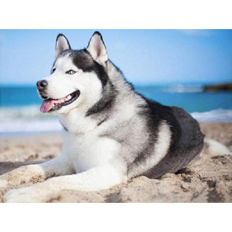 Husky at Beach Diamond Painting