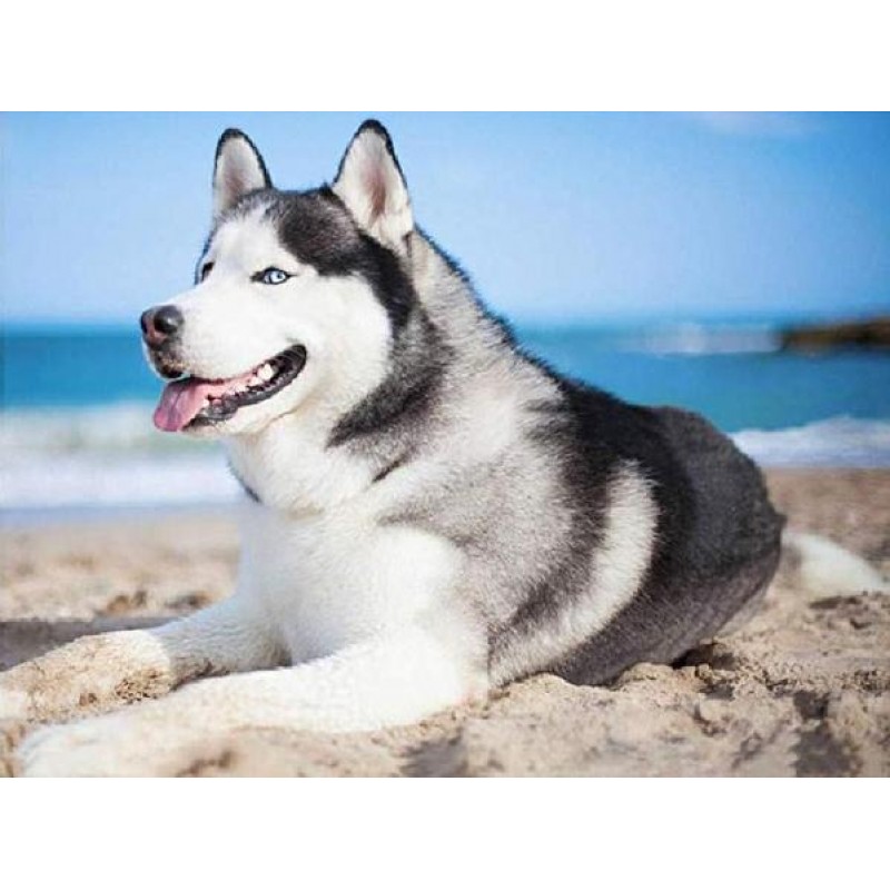 Husky at Beach Diamo...