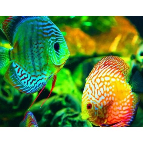 GloFish - Paint by Diamonds