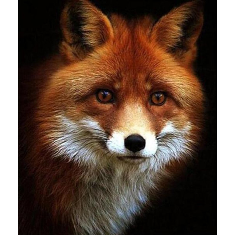 Adorable Red Fox Dia...