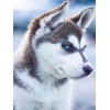 Adorable Husky with Blue Eyes