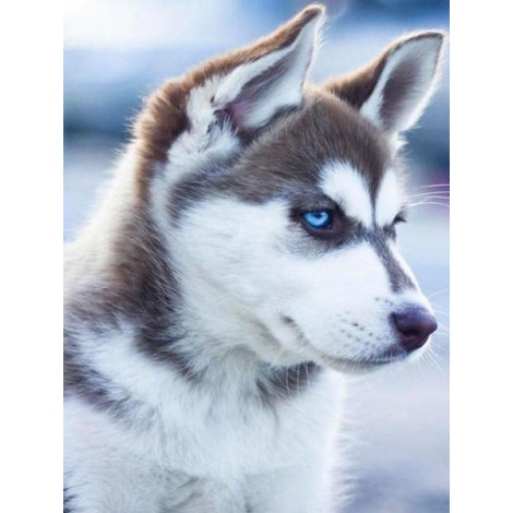 Adorable Husky with Blue Eyes