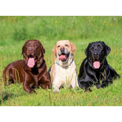 Three Labrador Retrievers - Paint with Diamonds
