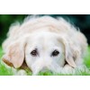 White Golden Retriever Puppy