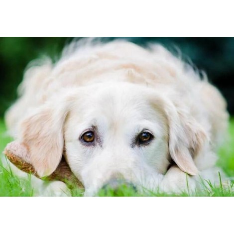 White Golden Retriever Puppy