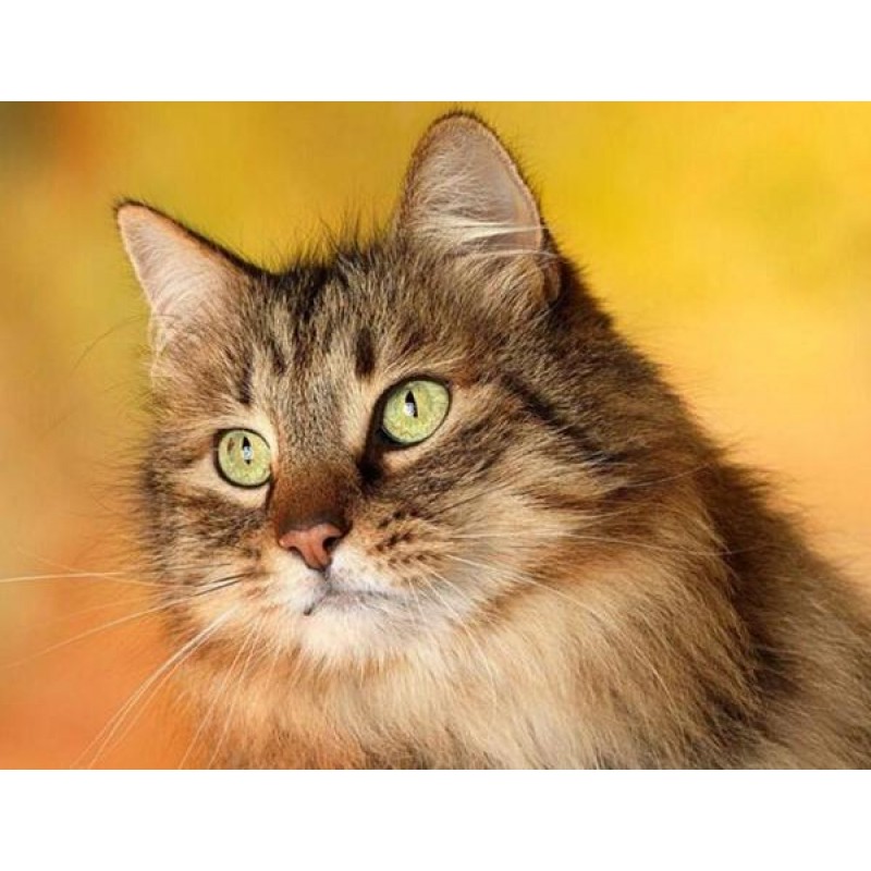 Sweet Cat with Stari...