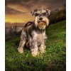 Schnauzer Dog - Paint by Diamonds