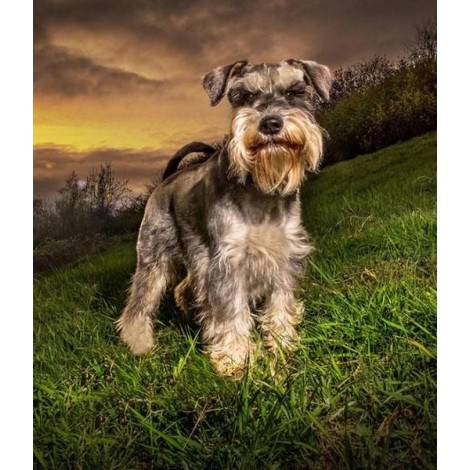 Schnauzer Dog - Paint by Diamonds