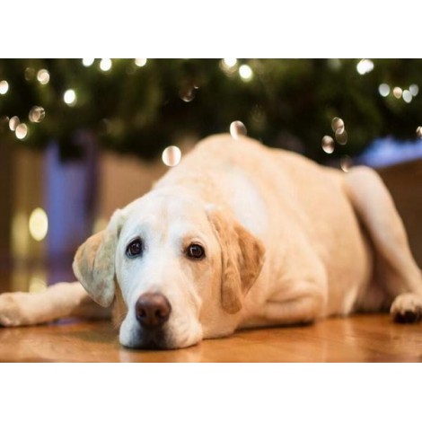 Sad Labrador Retriever Dog