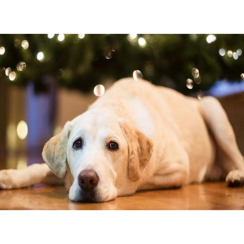 Sad Labrador Retriev...